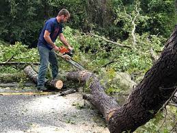 How Our Tree Care Process Works  in Mundys Corner, PA