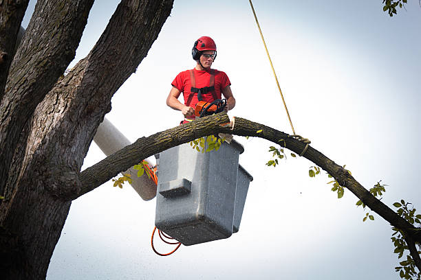 Best Palm Tree Trimming  in Mundys Corner, PA