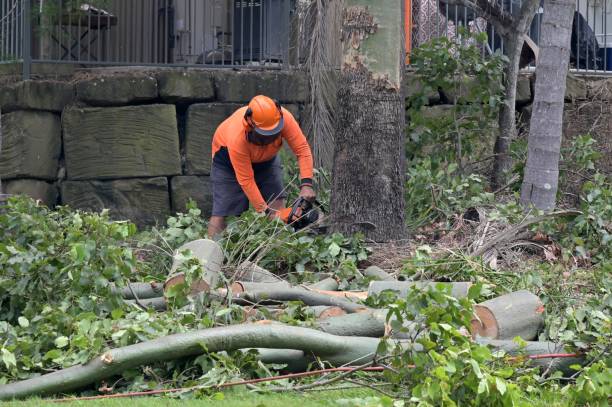 Trusted Mundys Corner, PA Tree Services Experts